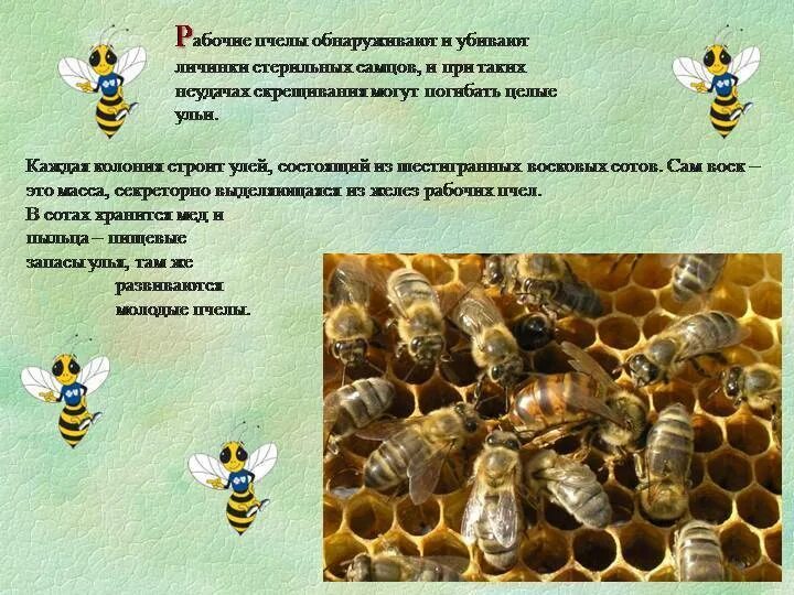 Текст про пчел. Интересные факты о пчелах. Интересные факты об ПЧЕЛХ. Интересное о пчелах для детей. Факты о пчелах для детей.