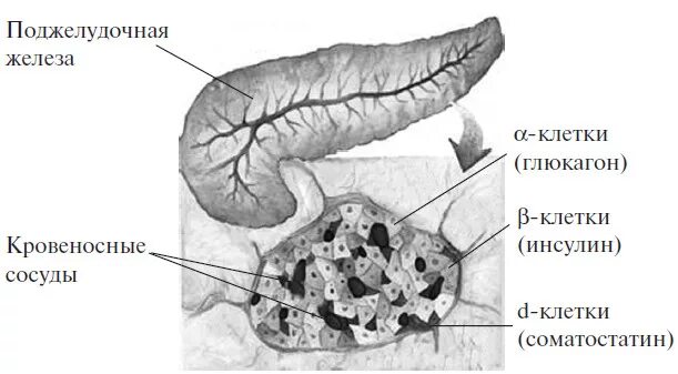 Клетки поджелудочной железы вырабатывающие инсулин. Поджелудочная железа бета клетки инсулин. Поджелудочная железа инсулин и глюкагон. Клетки островков поджелудочной железы.