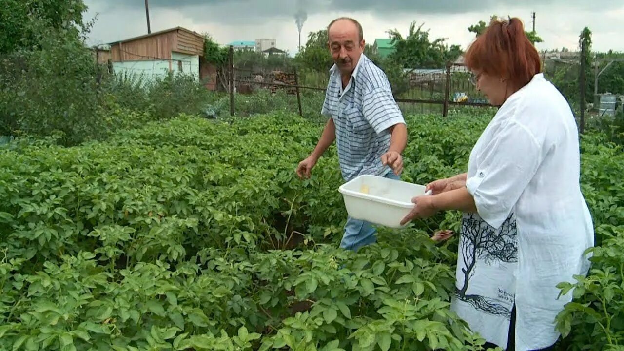 Блоггеры садоводы и огородники. Блоггеры огородники России. Известные садоводы блогеры.