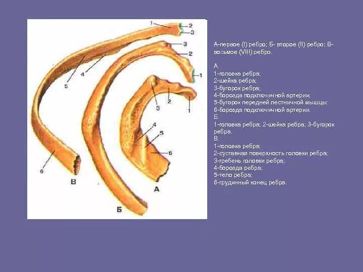 Борозда подключичной артерии 1 ребро. Борозда подключичной вены 1 ребро. Лестничный бугорок 1 ребра. Верхний и Нижний край ребра (борозду ребра).. Нижние края ребер