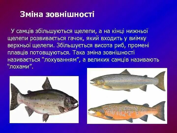 Характерные признаки отряда лососеобразные. Промысловые рыбы лососеобразные. Лососевые характеристики. Рыба семейства сель. Форель семейство лососевых.