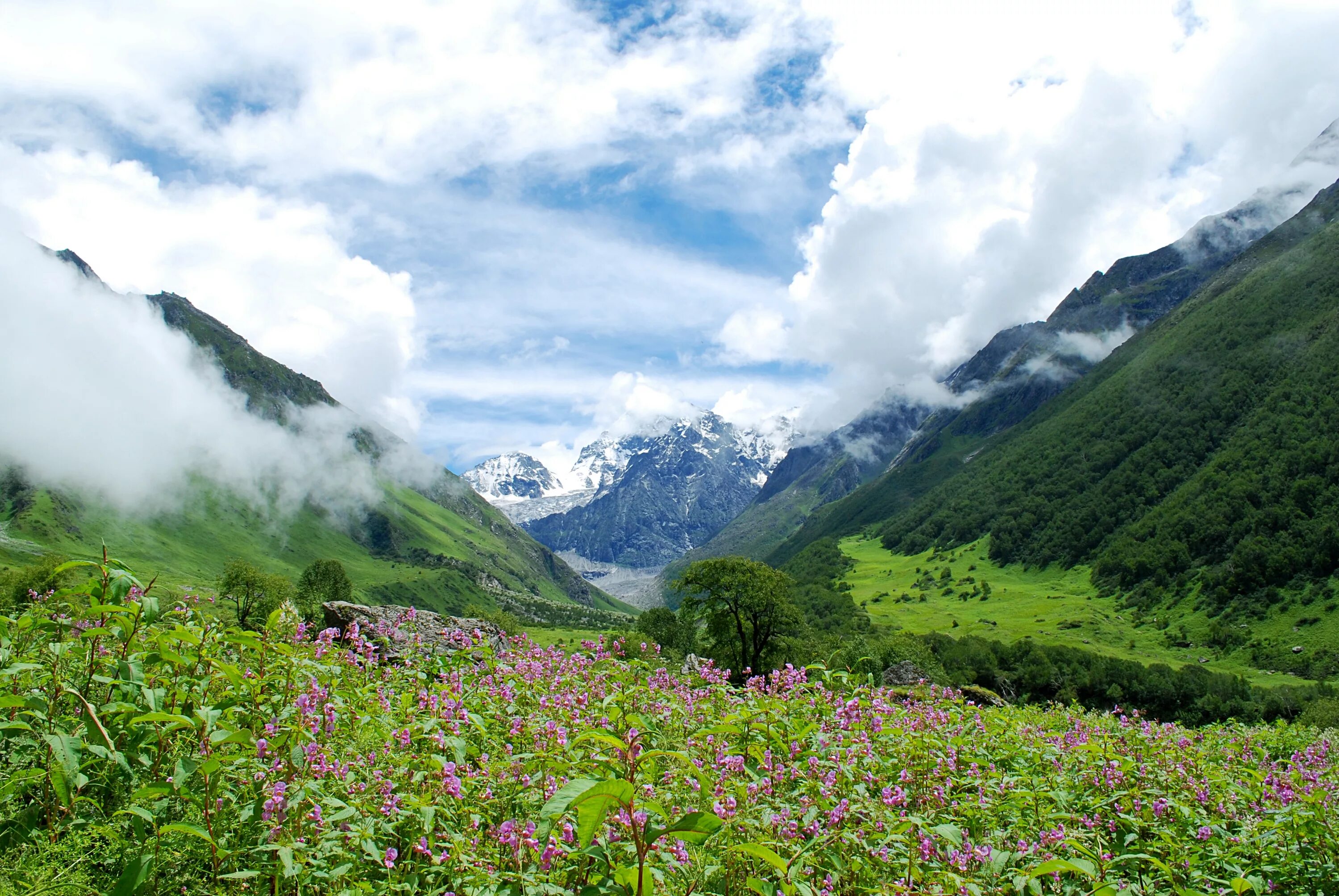Цвет гималаи. Национальный парк Долины цветов, Уттаракханд. Индия Гималаи Нанда Деви Долина цветов. Долина Кулу Гималаи. Национальные парки Нанда-Деви и «Долина цветов» (штат Уттаракханд).