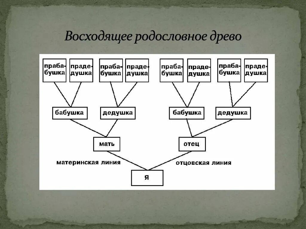 Родственники по восходящей линии. Родословная Древо семьи схема. Схема родства генеалогическое дерево. Как делать родословную схему. Родственные связи Древо схема.