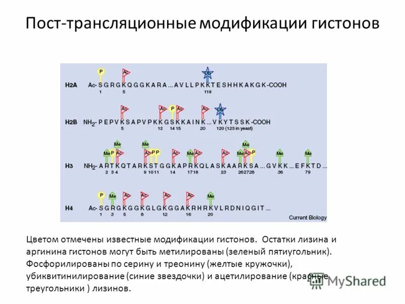 Предположите какая из представленных последовательностей принадлежит гистону. Модификация гистонов. Модификации белков гистонов. Химические модификации гистонов. Модификации гистонов,функции и модификаций.