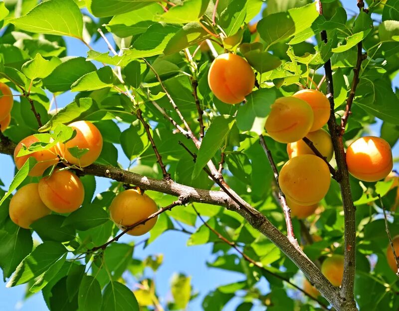 Плоды фруктового дерева. Абрикос обыкновенный плодовые деревья. Венгерка с абрикосами. Абрикос дерево с плодами. Абрикос сорт Айсберг.