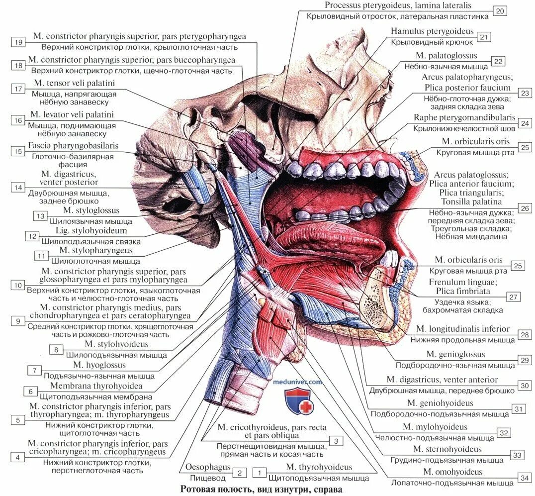 Строение полости рта анатомия латынь. Полость глотки анатомия строение. Анатомия полости рта медунивер.