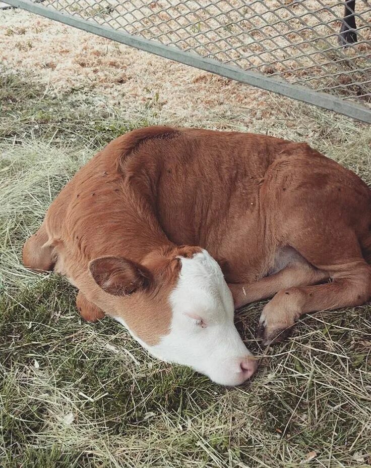 Сон коровка. Спящий теленок. Спящие коровы.