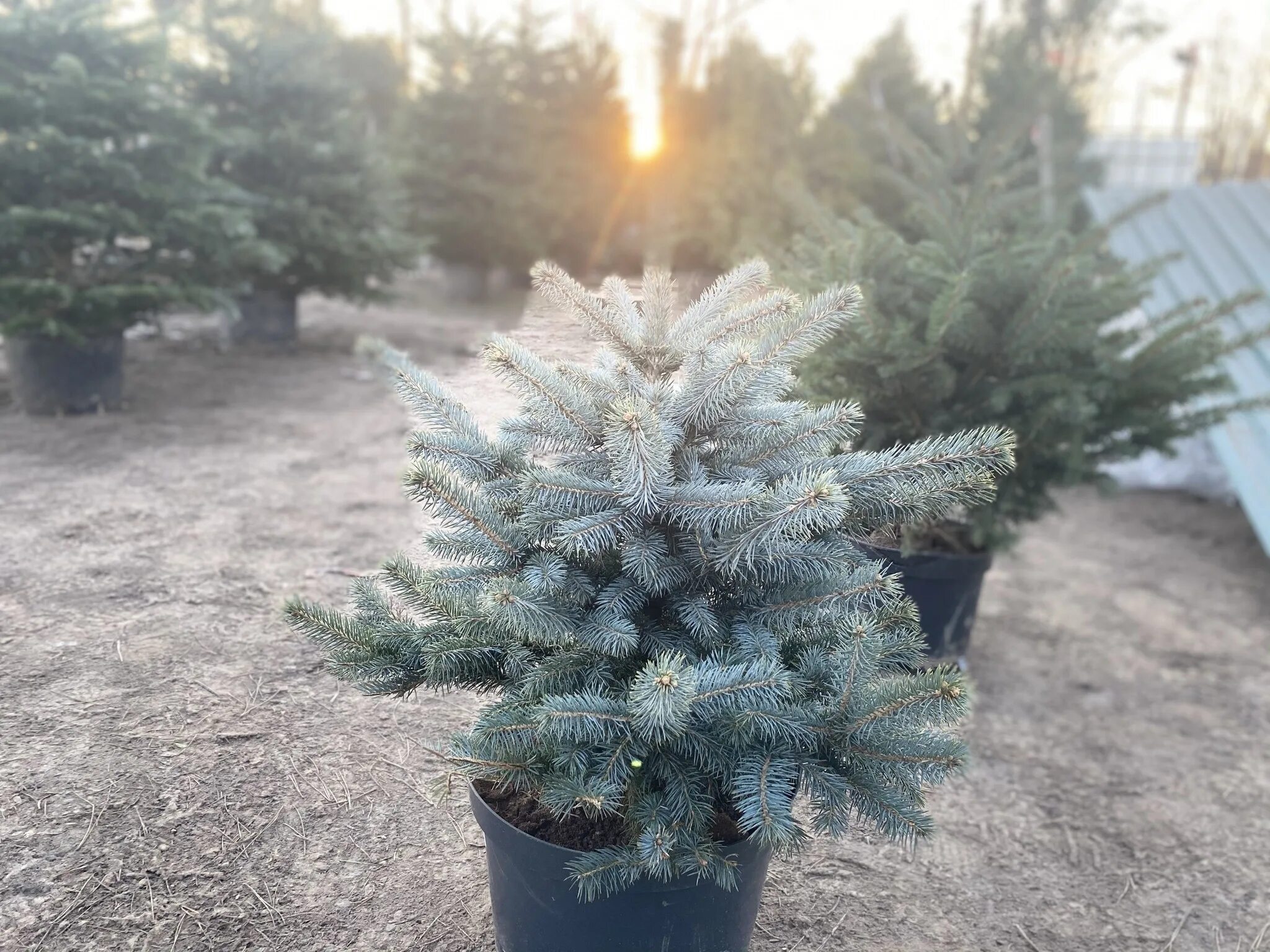 Ель голубая супер Блю Сидлинг. Ель колючая super Blue seedling. Ель колючая (Picea pungens super Blue). Ель голубая "super Blue" (Picea pungens). Ель колючая blues