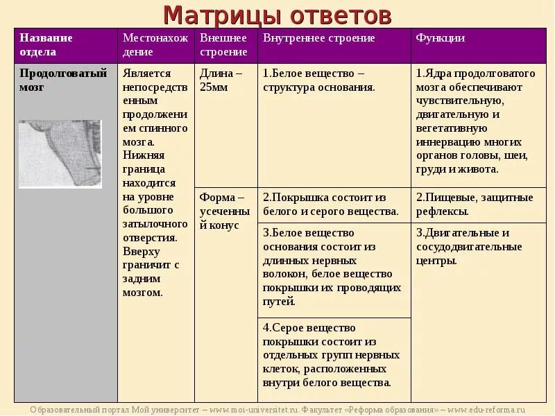 Таблица строение и функции отделов головного мозга. Строение и функции головного мозга таблица. Таблица по отделам головного мозга строение и функции. Таблица строение головного мозга 8 класс биология. Строение и функции головного мозга таблица 8 класс биология.