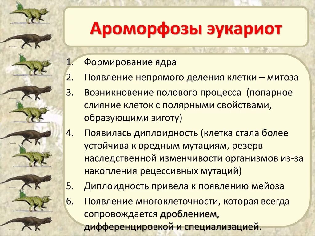 Последовательность появления червей. Ароморфозы одноклеточных эукариотических клеток. Ароморфозы клетки эукариотической клетки. Ароморфозы одноклеточных животных. Формирование ароморфозов в эволюции животных.