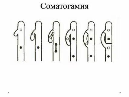 Соматогамия