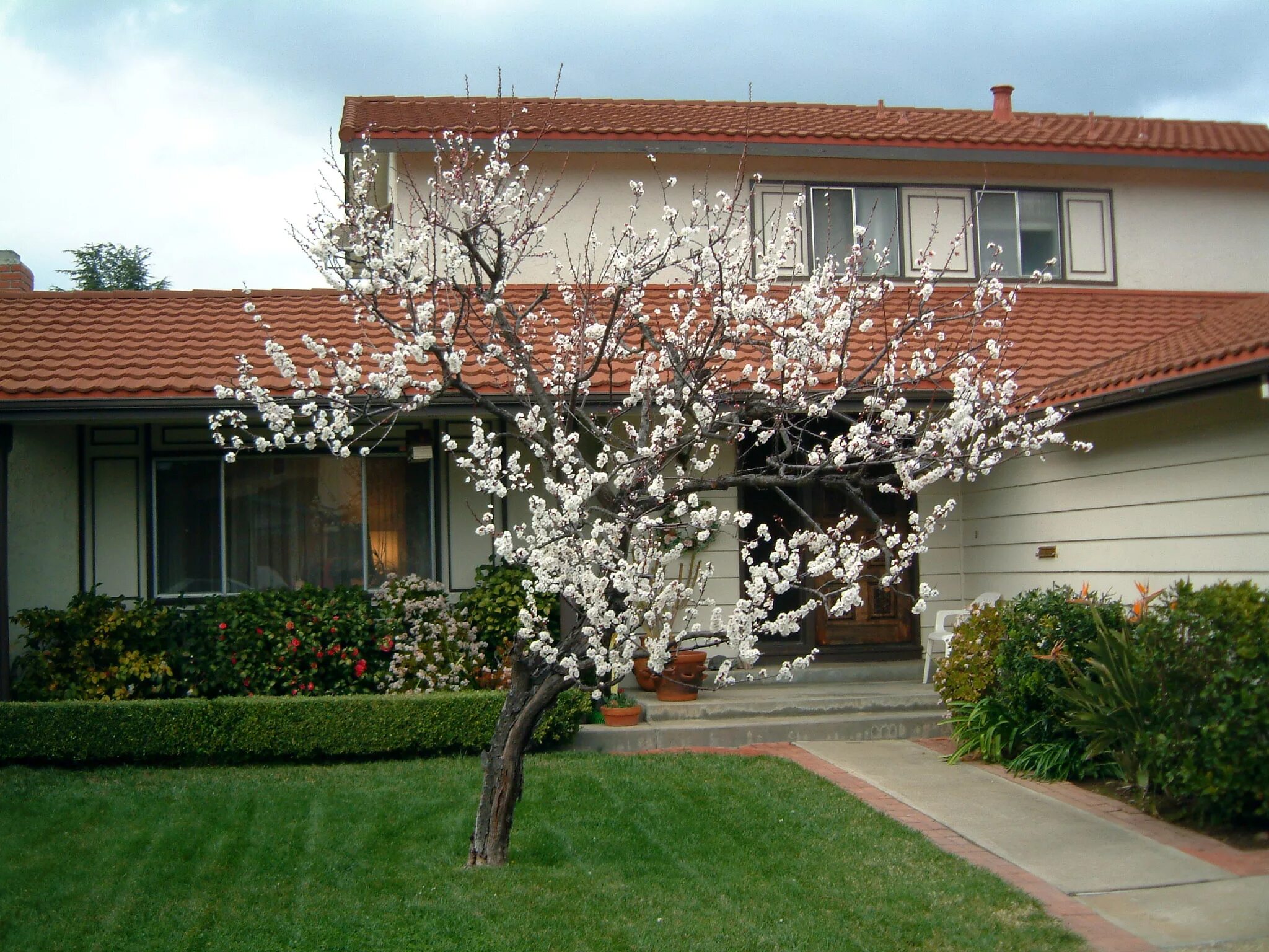 Перед вишневым садом. Абрикосовый сад цветет. Деревья перед домом. Вишневое дерево на участке. Яблоня перед домом.