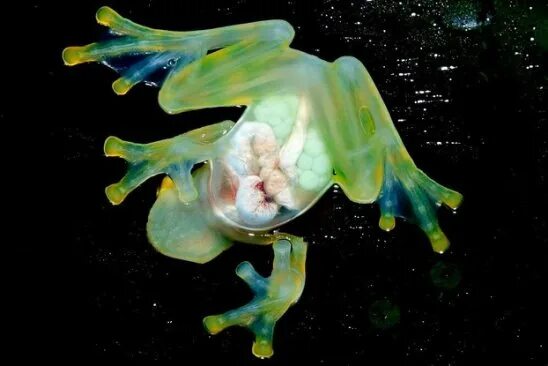 Pin on Sea creatures.