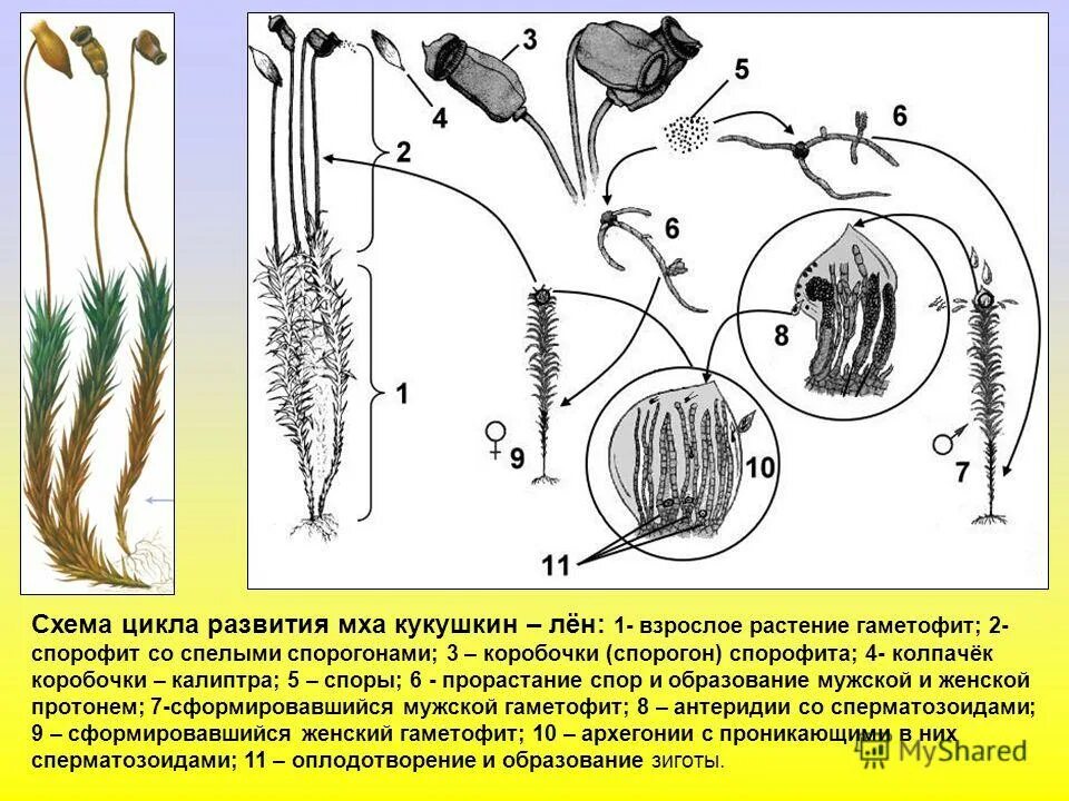 Цикл развития мха Кукушкин лен 6 класс. Размножение кукушкиного льна спорофит гаметофит. Кукушкин лен гаметофит схема. Жизненный цикл Кукушкина мха. Цикл зеленого мха кукушкин лен