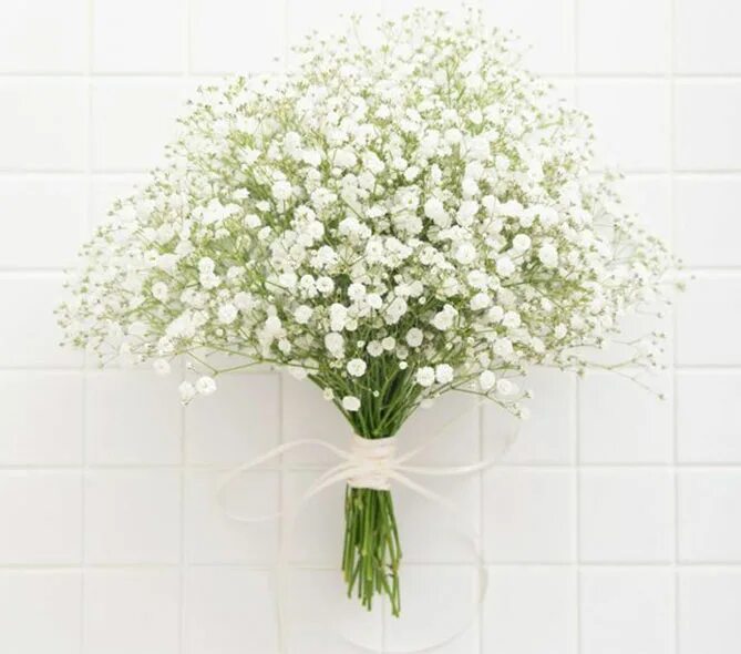 Гипсофила метельчатая махровая. Гипсофила сноуфлейк. Матрикария и гипсофила. Гипсофилы раменское. Гипсофила метельчатая белая.