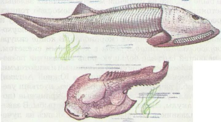 Рыба палеозоя. Ордовик бесчелюстные. Силур бесчелюстные. Бесчелюстные рыбы палеозой. Хрящевые рыбы Палеозойская Эра.
