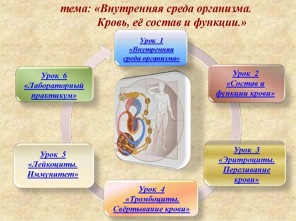 Внутренняя среда организма человека 8 класс биология. Функции внутренней среды организма человека. Состав внутренней среды организма. Состав и функции внутренней среды