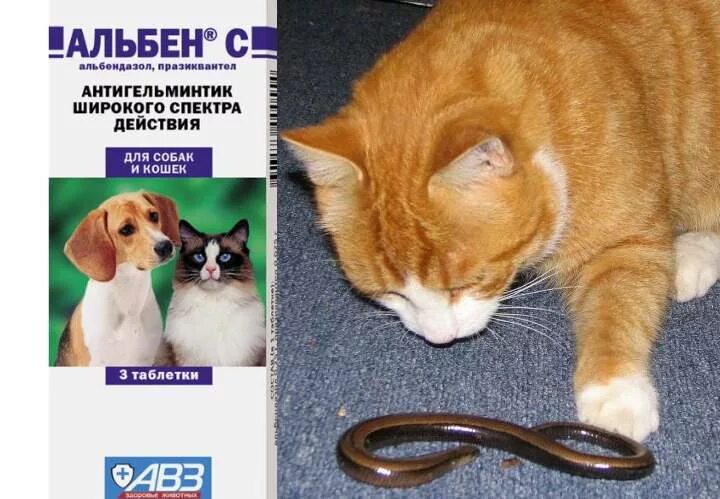 Сколько раз давать кошке от глистов. Таблетки от глистов для животных альбен. alben c для кошек. альбен таблетки от глистов для кошек дозировка. альбен от глистов для кошек.