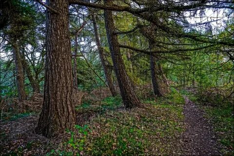 Wood trees