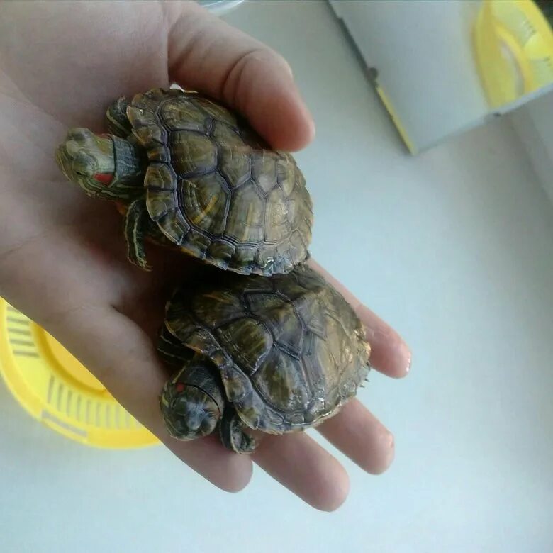 Черепаха нижний новгород. Сухая черепаха. Маленькие черепашки в зоомагазине. Черепашки маленькие домашние сухопутные. Сухопутные черепахи маленькие.