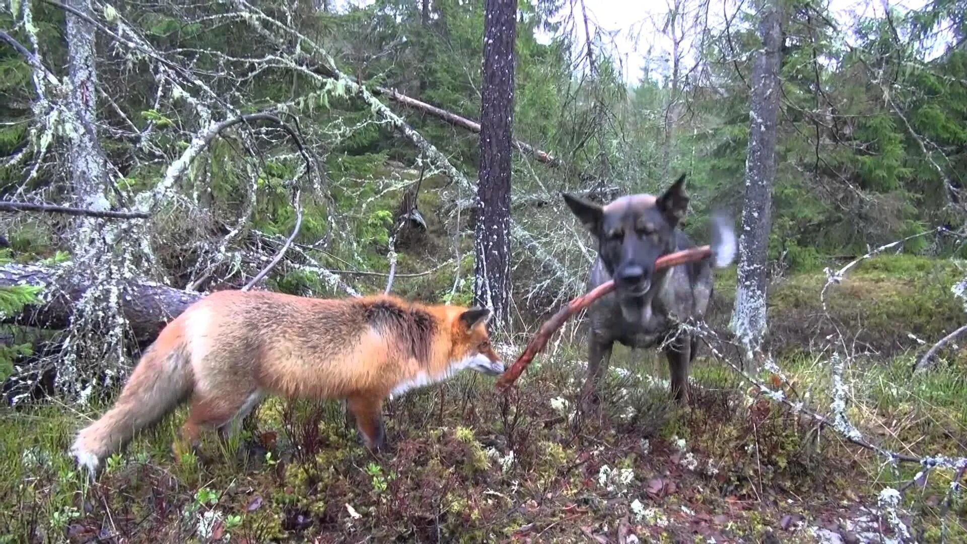 волк охотится. дикие лесные собаки. одичалые собаки в лесу. дикие собаки в лесу. волк защищает свой выводок.