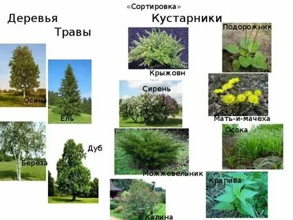Растения троя