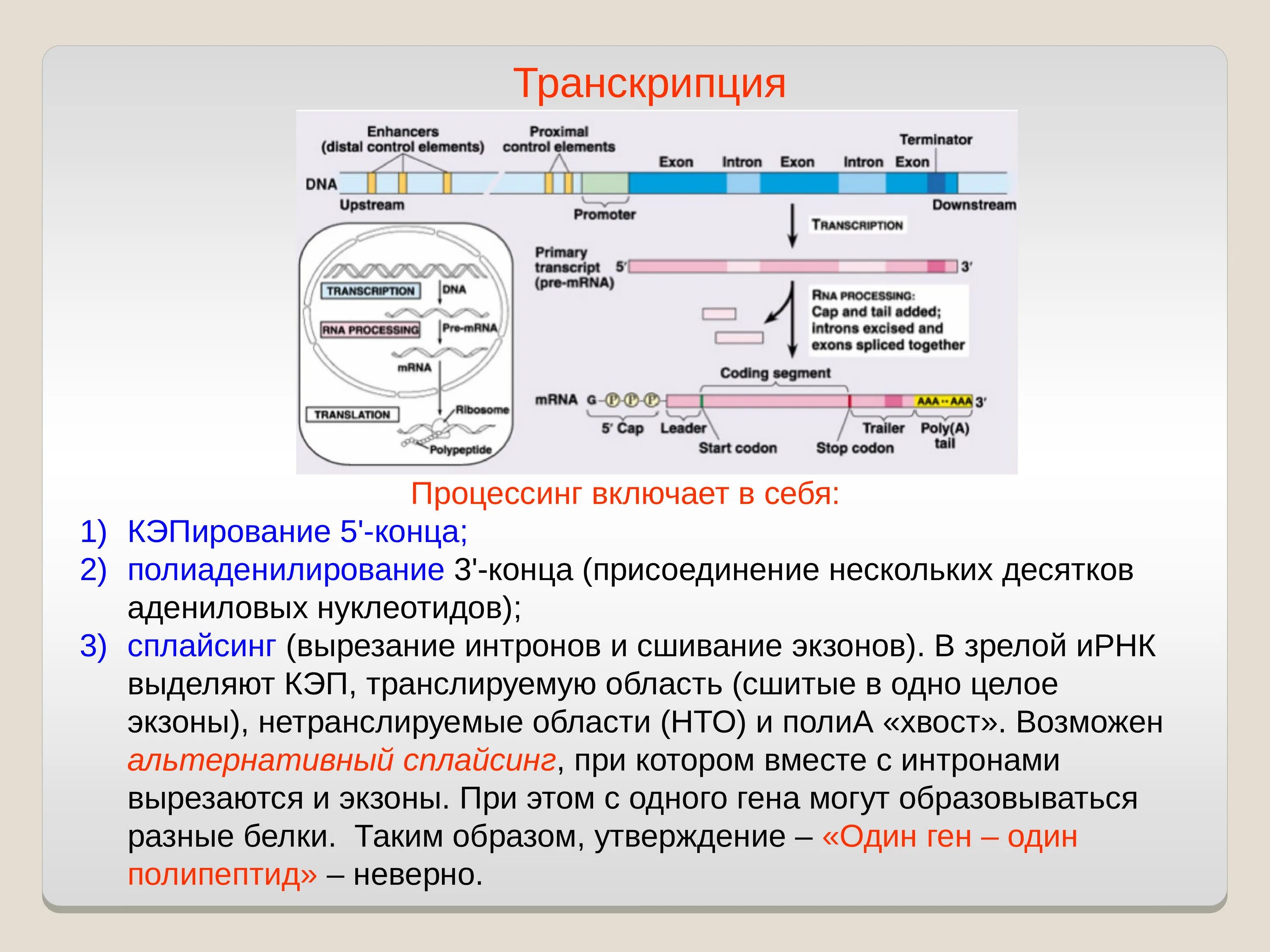 Hen транскрипция. Сплайсинг процессинг транскрипция трансляция. Кэпирование Полиаденилирование сплайсинг. Транскрипция и процессинг РНК. Транскрипция процессинг трансляция Кэпирование.