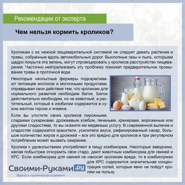 Что можно давать кроликам. Чем нельзя кормить кроликов. что нельзя давать кроликам. чем кормить кроликов. что нельзя давать декоративным кроликам.
