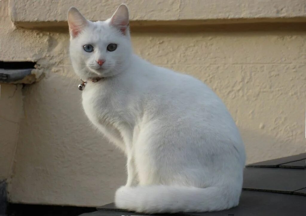 White serious cat Desktop wallpapers 1152x864