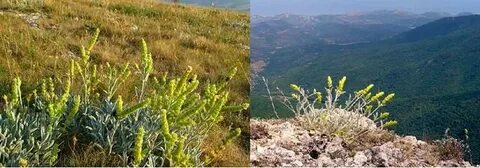 Крымская железница свойства