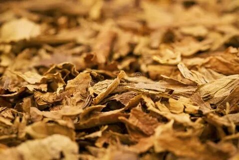 Tobacco brown