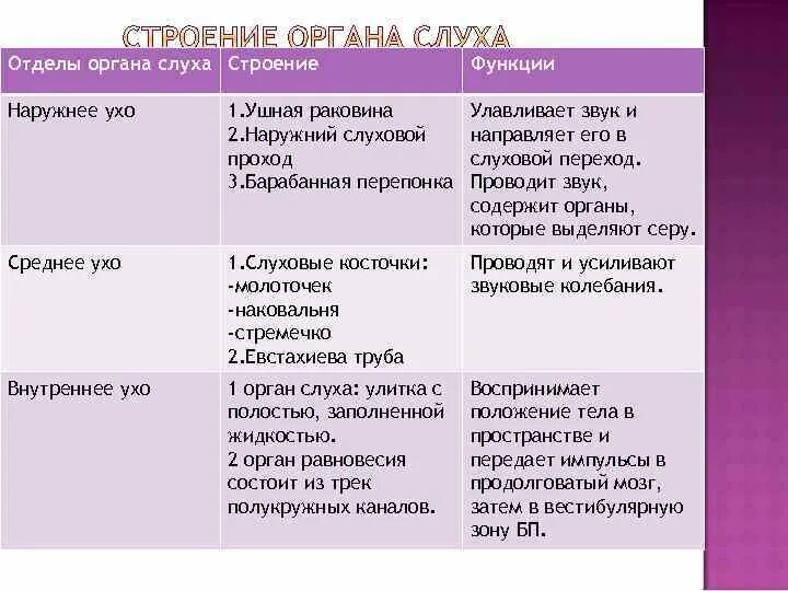 Функции органа слуха. Функции органа слуха