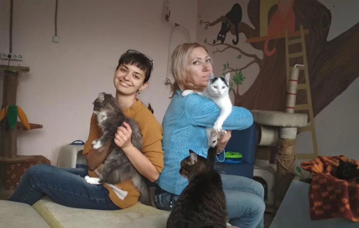 Приют ласка Барнаул. Приют ласка Барнаул кошки. Котята в приюте ласка Барнаул. Фото приюта ласка. Барнаул котята в добрые