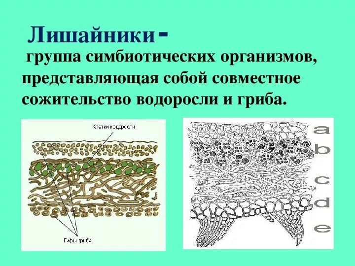 Лишайники биология строение. Сложное строение лишайника. Лишайники 5 класс биология. Лишайники 6 класс биология. Строение класс лишайников.