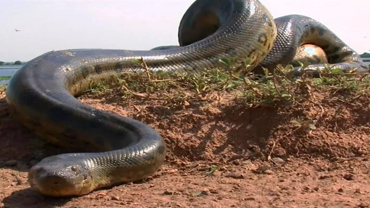 Большая змея в мире за всю историю. Анаконда змея.