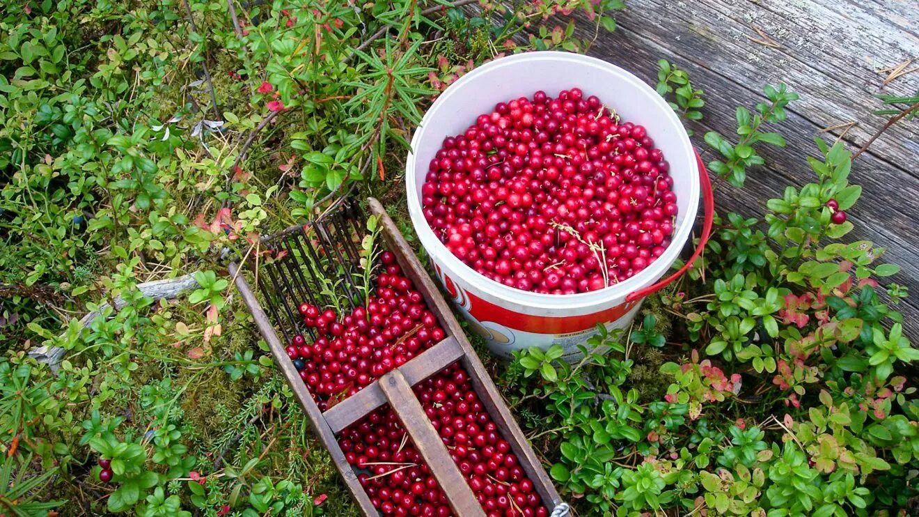 Морошка и брусника карелия. Клюква болотная ягода. Брусника на кусте карелия. Куст брусники. Клюква карелии.