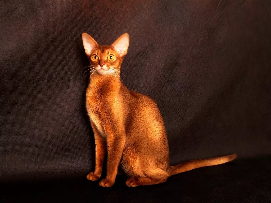 Кошка сахара. Пустынная барханная кошка. Сахара кошка. Барханный кот пустыни. Песчаная барханная кошка.