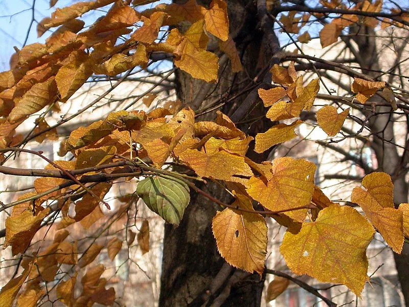 Пожелтевшие за неделю листья. Липа сердцелистная осенью. Липа европейская осенью. Липа дерево осенью. Липа дерево осень.