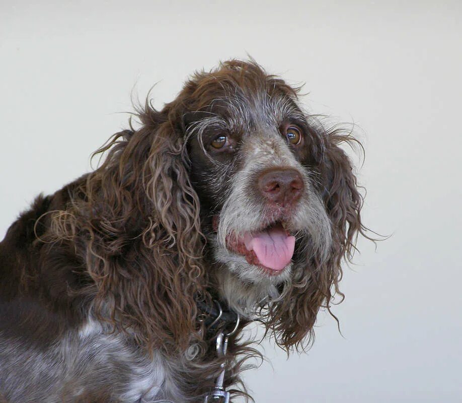 Старость у собак. Пожилые люди и животные. Стареющая собака. Животные стареют. Стареющая собака.