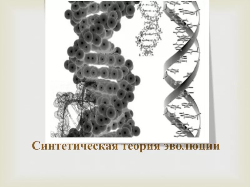 Синтетическая теория эволюции. Синтетическая теория эволюции это теория. Становление синтетической теории эволюции. Синтетическая теория эволюции ученые.