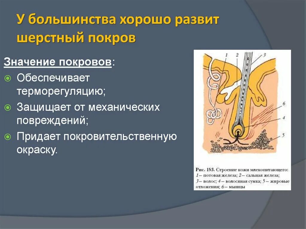 Рисунок покрова млекопитающего. Покров значение. волосяной покров млекопитающих. строение шерстного покрова. функции волосяного покрова млекопитающих.