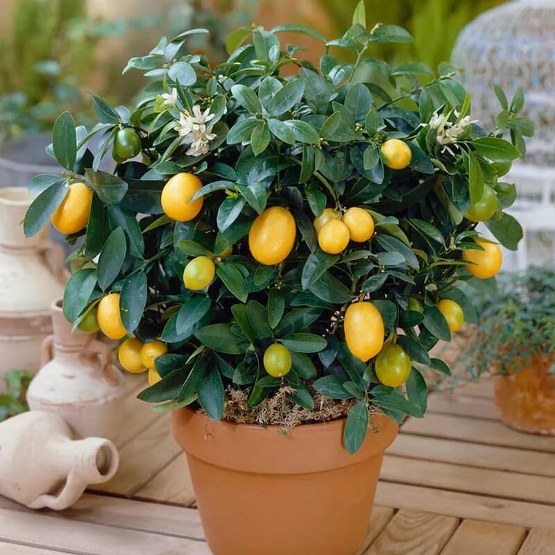 Как ухаживать за лимонами за начинающими. Комнатное дерево Citrus Lemon. Lemon Tree (лимонное дерево). Цитрус (комнатное растение) лимон Лунарио. Кумкват растение.