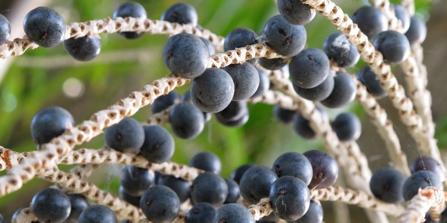 Acai berry. Ягоды асаи. Бразилия ягоды асаи. Плоды пальмы асаи. Амазонская ягода асаи.