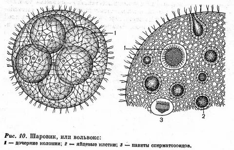 Каким номером на рисунке обозначен колониальный организм