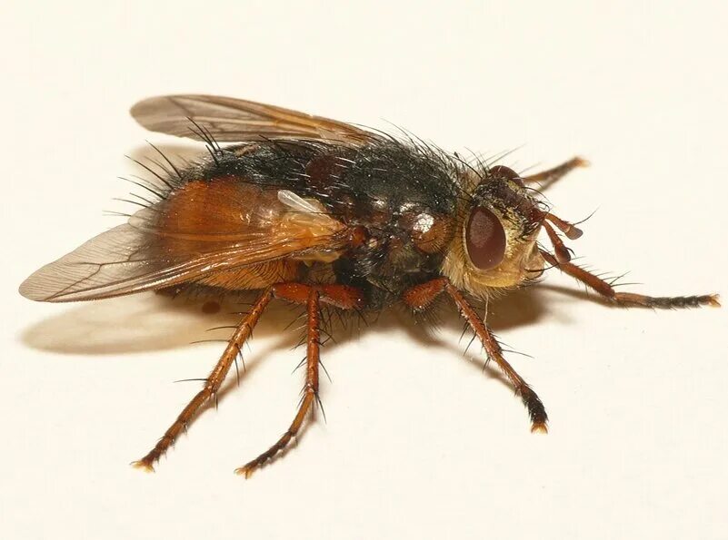 Насекомые израиля. Отряд двукрылые (diptera). Слепень златоглазка. Муха насекомое разновидности. Ежемуха личинки.