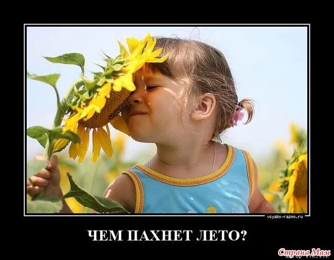А лета нет. Лето пахнет. чем пахнет лето. запах лета. середина лета юмор.