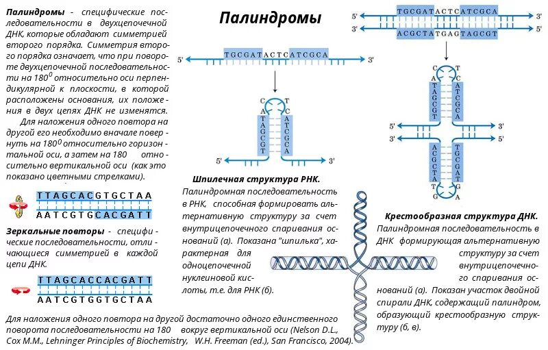 Палиндром биосинтез