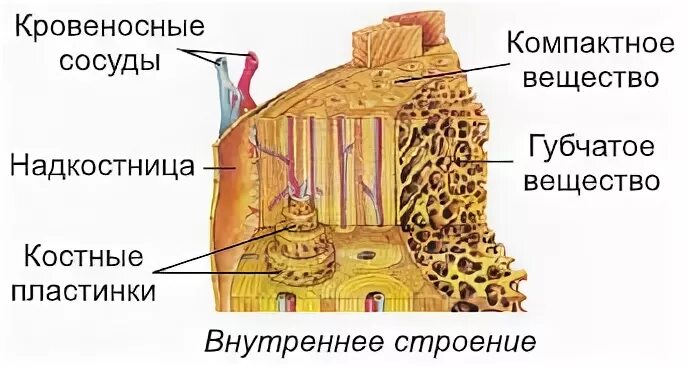 Какую функцию выполняет компактное вещество. Строение компактного вещества кости. Компактное и губчатое вещество. Функции компактного вещества кости. Компактное вещество.