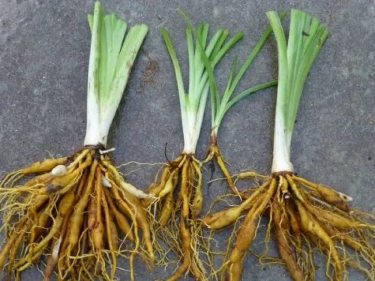 клубни луковицы лилии азиатской. луковица лилии корни. луковица лилии корни. лилейные видоизменение побегов. лилия луковица корневище.