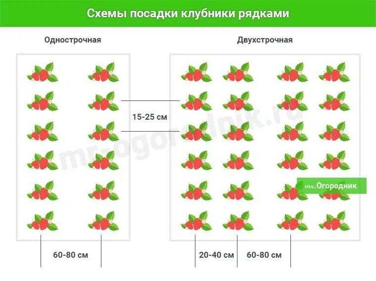 Схема посадки клубники весной в открытый грунт. Клубника схема посадки двухстрочная. Схема посадки клубники на грядке 1 метр. Схема посадки земляники в открытом грунте.